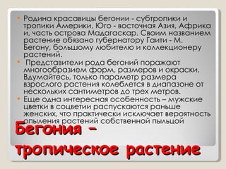 Бегония – тропическое растение Родина красавицы бегонии - субтропики и тропики Америки, Юго - восточная Азия, Африка и, часть острова Мадагаскар. Своим названием растение обязано губернатору Гаити - М. Бегону, большому любителю и коллекционеру растений. Представители рода бегоний поражают многообразием форм, размеров и окраски. Вдумайтесь, только параметр размера взрослого растения колеблется в диапазоне от нескольких сантиметров до трех метров. Еще одна интересная особенность – мужские цветки в соцветии распускаются раньше женских, что практически исключает вероятность опыления растений собственной пыльцой 