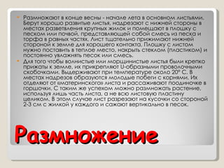 Размножение  Размножают в конце весны - начале лета в основном листьями. Берут хорошо развитые листья, надрезают с нижней стороны в местах разветвления крупных жилок и помещают в плошку с песком или почвой, представляющей собой смесь из песка и торфа в равных частях. Лист тщательно прижимают нижней стороной к земле для хорошего контакта. Плошку с листом нужно поставить в теплое место, накрыть стеклом (пластиком) и постоянно увлажнять песок или смесь.  Для того чтобы волнистые или морщинистые листья были крепко прижаты к земле, их прикрепляют U-образными проволочными скобочками. Выдерживают при температуре около 20° С. В местах надрезов образуются молодые побеги с корнями. Их отделяют от «материнского» листа и рассаживают поодиночке в горшочки. С таким же успехом можно размножать растение, используя лишь часть листа, а не всю листовую пластину целиком. В этом случае лист разрезают на кусочки со стороной 2-3 см с жилкой у каждого и сажают вертикально в песок. 