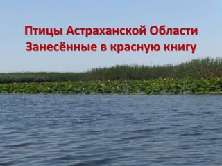 Птицы Астраханской Области
Занесённые в красную книгу
 