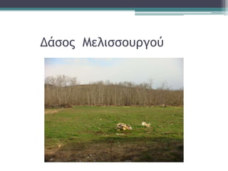 Δάσος Μελισσουργού
 