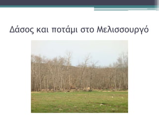 Δάσος και ποτάμι στο Μελισσουργό
 
