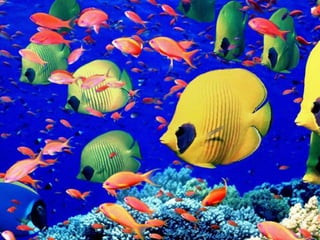 Ιστορίες της θάλασσας