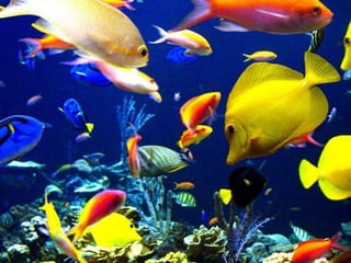 Ιστορίες της θάλασσας