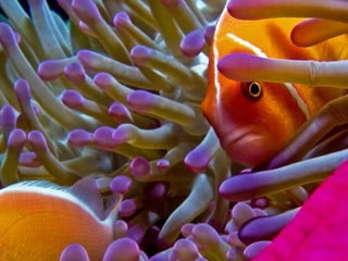 Ιστορίες της θάλασσας