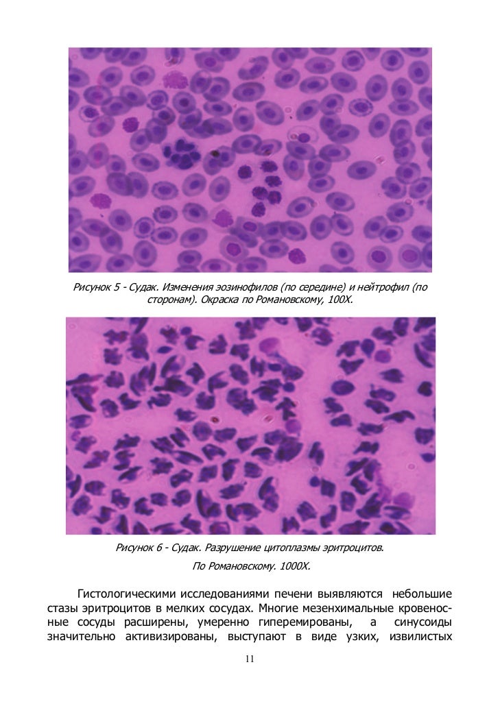 дерматофибросаркома рыб современная эпизоотическая ситуация, диагност…