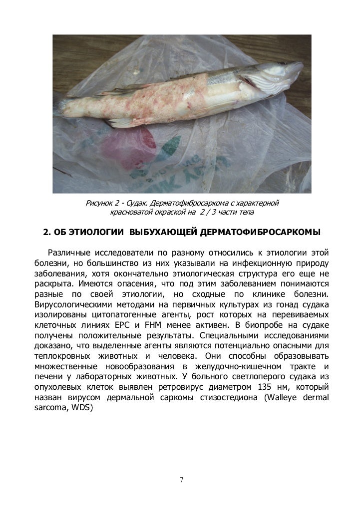 дерматофибросаркома рыб современная эпизоотическая ситуация, диагност…