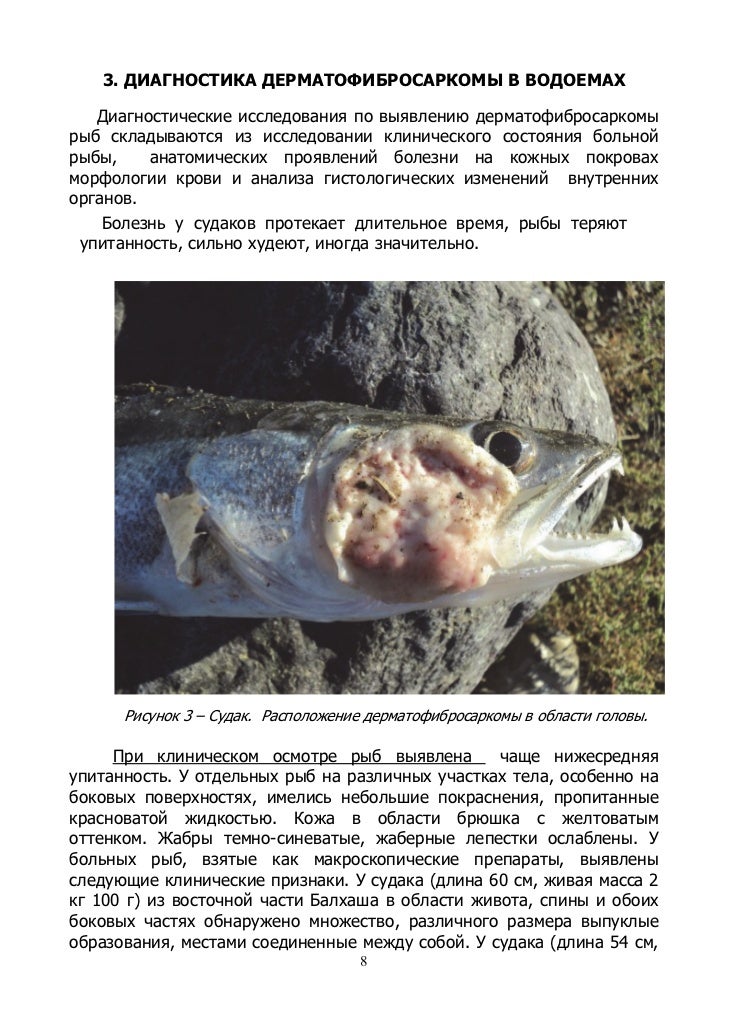 дерматофибросаркома рыб современная эпизоотическая ситуация, диагност…
