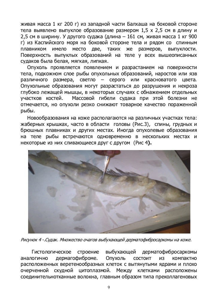 дерматофибросаркома рыб современная эпизоотическая ситуация, диагност…