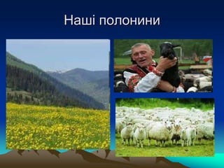 Наші полонини
 