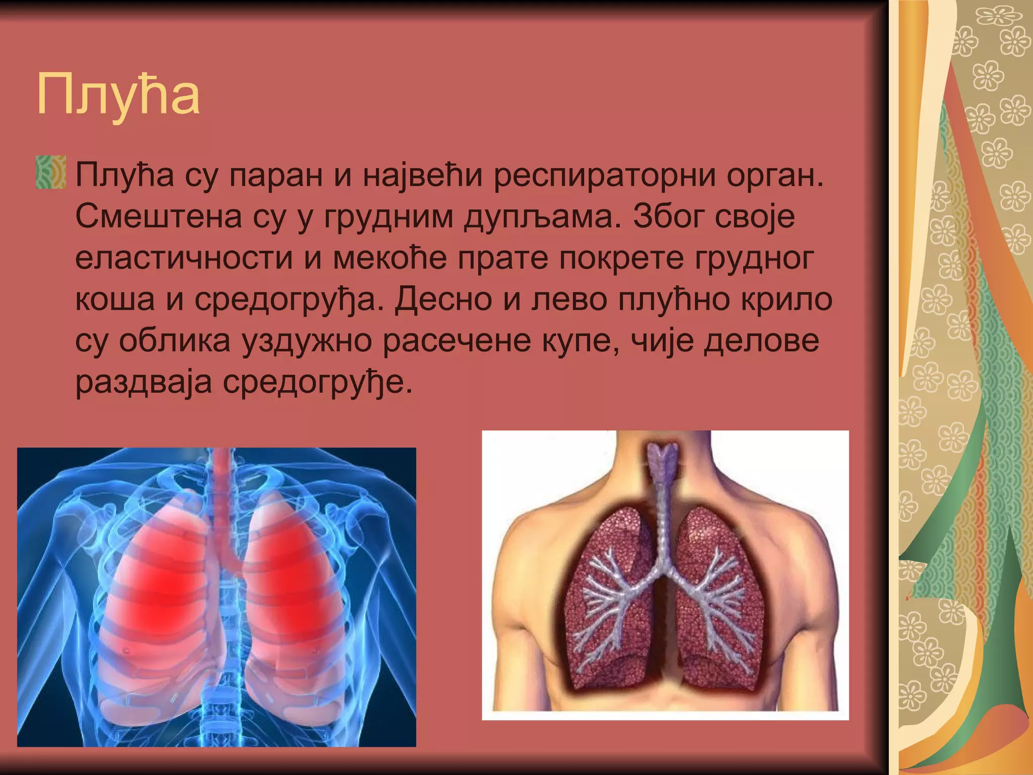 Плућа
 Плућа су паран и највећи респираторни орган.
 Смештена су у грудним дупљама. Због своје
 еластичности и мекоће прате покрете грудног
 коша и средогруђа. Десно и лево плућно крило
 су облика уздужно расечене купе, чије делове
 раздваја средогруђе.
 