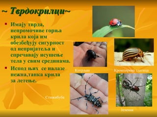 ~ Тврдокрилци~
   Имају тврда,
    непромочиве горња
    крила која им
    обезбеђују сигурност
    од непријатеља и
    спречавају исушење
    тела у свим срединама.
   Испод њих се налазе      Котрљан   Кромпирова златица
    нежна,танка крила
    за летење.

                Стижибуба


                                          Јеленак
 