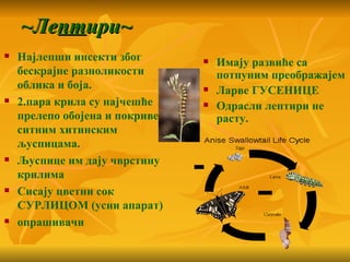 ~Лептири~
   Најлепши инсекти због            Имају развиће са
    бескрајне разноликости            потпуним преображајем
    облика и боја.                   Ларве ГУСЕНИЦЕ
   2.пара крила су најчешће         Одрасли лептири не
    прелепо обојена и покривена       расту.
    ситним хитинским
    љуспицама.
   Љуспице им дају чврстину
    крилима
   Сисају цветни сок
    СУРЛИЦОМ (усни апарат)
   опрашивачи
 