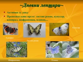 ~Дневни лептири~
    Активни су дању
    Препознатљиве врсте: ластин репак, купусар,
     адмирал, шафрановац, плавац,...

                                                   Купусар



    Адмирал
                     Ластин репак




      Шафрановац                      Плавац
 