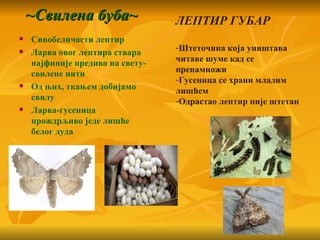 ~Свилена буба~                ЛЕПТИР ГУБАР
   Сивобеличасти лептир
                                  -Штеточина која уништава
   Ларва овог лептира ствара
    најфиније предиво на свету-   читаве шуме кад се
    свилене нити                  пренамножи
                                  -Гусеница се храни младим
   Од њих, ткањем добијамо       лишћем
    свилу                         -Одрастао лептир није штетан
   Ларва-гусеница
    прождрљиво једе лишће
    белог дуда
 