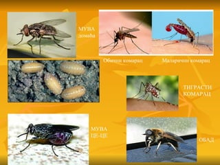 МУВА
домаћа



         Обични комарац   Маларични комарац



                                 ТИГРАСТИ
                                 КОМАРАЦ




    МУВА
    ЦЕ-ЦЕ
                                       ОБАД
 