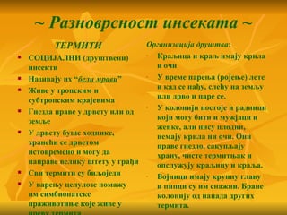 ~ Разноврсност инсеката ~
          ТЕРМИТИ                Организација друштва:
   СОЦИЈАЛНИ (друштвени)        - Краљица и краљ имају крила
    инсекти                        и очи
   Називају их “бели мрави”     - У време парења (ројење) лете
   Живе у тропским и              и кад се нађу, слећу на земљу
    субтропским крајевима          или дрво и паре се.
   Гнезда праве у дрвету или од
                                 - У колонији постоје и радници
    земље                          који могу бити и мужјаци и
                                   женке, али нису плодни,
   У дрвету буше ходнике,         немају крила ни очи. Они
    хранећи се дрветом             праве гнездо, сакупљају
    истовремено и могу да          храну, чисте термитњак и
    направе велику штету у грађи   опслужују краљицу и краља.
   Сви термити су биљоједи      - Војници имају крупну главу
   У варењу целулозе помажу       и пипци су им снажни. Бране
    им симбионатске                колонију од напада других
    праживотиње које живе у        термита.
 