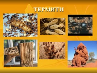 ТЕРМИТИ
 
