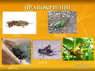 ПРАВОКРИЛЦИ



   РОВАЦ              СКАКАВАЦ




              ПОПАЦ
                                 ЗРИКАВАЦ
ЦВРЧАК
 