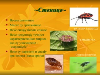 ~Стенице~
   Веома различитe
   Многе су грабљивице
                                ВАТРЕНА СТЕНИЦА
   Неке сисају биљне сокове
   Неке испуштају течност
    карактеристичног мириса         СМРДИБУБА
    кад су узнемирене -
    “смрдибубе”
   Неке су паразити и сисају
    крв човека (нема крила)      Стеница веслачица
 