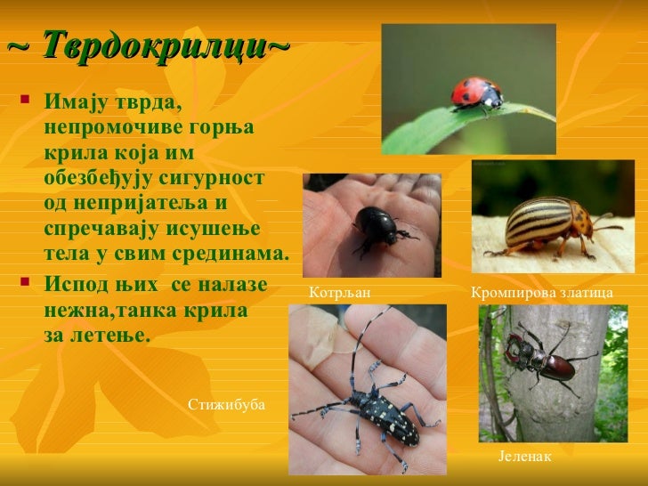 Insekti raznovrsnost 6. razred