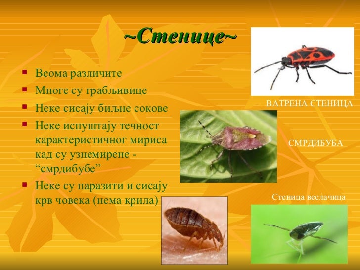Insekti raznovrsnost 6. razred