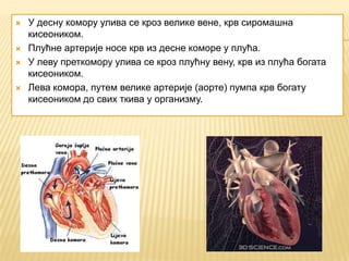    У десну комору улива се кроз велике вене, крв сиромашна
    кисеоником.
   Плућне артерије носе крв из десне коморе у плућа.
   У леву преткомору улива се кроз плућну вену, крв из плућа богата
    кисеоником.
   Лева комора, путем велике артерије (аорте) пумпа крв богату
    кисеоником до свих ткива у организму.
 
