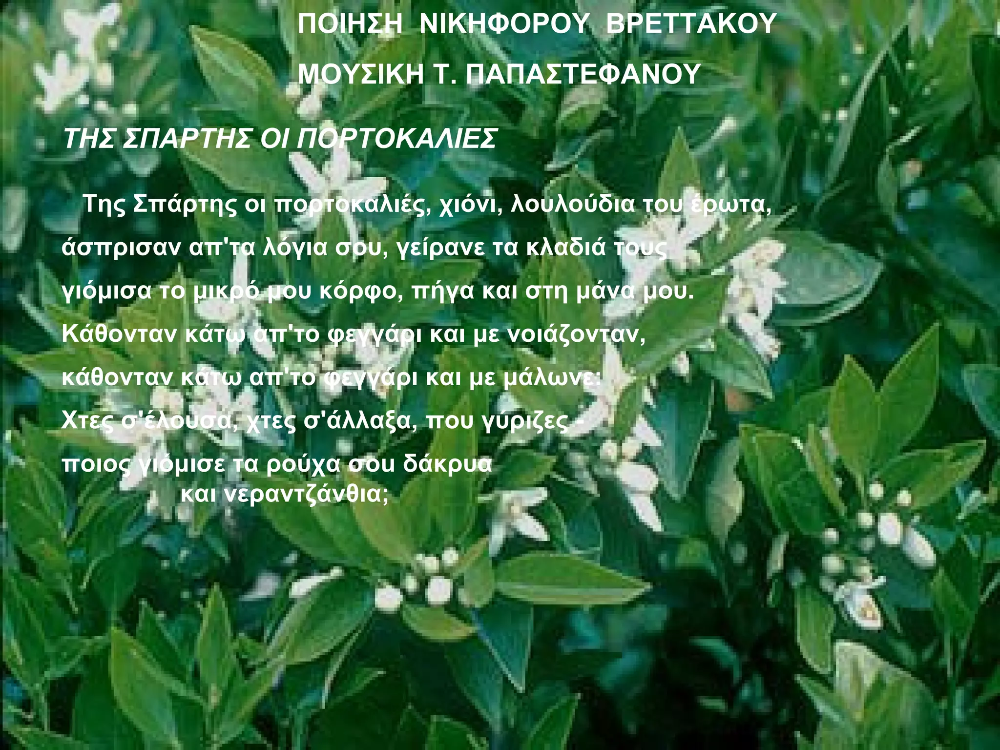 ΠΟΙΗΣΗ ΝΙΚΗΦΟΡΟΥ ΒΡΕΤΤΑΚΟΥ
                   ΜΟΥΣΙΚΗ Τ. ΠΑΠΑΣΤΕΦΑΝΟΥ

ΤΗΣ ΣΠΑΡΤΗΣ ΟΙ ΠΟΡΤΟΚΑΛΙΕΣ

 Της Σπάρτης οι πορτοκαλιές, χιόνι, λουλούδια του έρωτα,
άσπρισαν απ'τα λόγια σου, γείρανε τα κλαδιά τους
γιόμισα το μικρό μου κόρφο, πήγα και στη μάνα μου.
Κάθονταν κάτω απ'το φεγγάρι και με νοιάζονταν,
κάθονταν κάτω απ'το φεγγάρι και με μάλωνε:
Χτες σ'έλουσα, χτες σ'άλλαξα, που γύριζες -
ποιος γιόμισε τα ρούχα σοu δάκρυα
         και νεραντζάνθια;
 