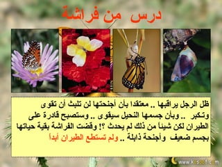 ‫درس من فراشة‬



        ‫ظل شعر الرجل وفجأةعليها .. وق تلبثمساعدتها‬
         ‫الرجل يراقبها .. معتقدا بأن أجنحتها لن ّر أن تقوى‬
                      ‫في يوم من اليام،، ر‬
                         ‫بالعطف سكنت ..‬
‫وتـكبر .. وبدت رجل عدة ساعات يراقب وستصبح عندها سقطت‬
    ‫فأحضر وقفً وكأنهاً وقص بقيةعلى الستمرار .. على‬
          ‫مقصا صغير النحيل سيقوى .. فراشة.. قادرة‬
          ‫وبأن جسمها ا غير قادرة الشرنقة صغيرة‬
‫الطيران لكن .. بأن قواها قد استنفذت للخروج..من بقية..حياتها‬
‫ذلك الثقب‬‫ظ ّ الرجل شرنقتها التيلم يحدث من وقضتقليل .. قليل‬
             ‫ن داخل شيئ ً من ذلك بدأت بالنفراج .. الفراشة‬
                   ‫شرنقتها‬   ‫الفراشة بسهولة ؟!‬‫ا‬
        ‫بجسم ولكن وأجنحة توسعته قليل .. ذلك توقفتالصغير‬
            ‫الثقب ا‬
            ‫ضعيفتحاول ذابلةالخروجتستطع الطيران أبدً‬
    ‫وأجنحة ذابلة .. !!!‬
         ‫تماما‬          ‫ثم‬
                                ‫جاهدة .. ولم‬
                            ‫الصغير أو حتى نحيل ضعيفمن‬
                                           ‫وهي بجسم‬
                       ‫في شرنقتها‬
 