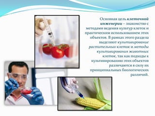 Основная цель клеточной
         инженерии – знакомство с
методами ведения культур клеток и
практическим использованием этих
   объектов. В рамках этого раздела
        выделяют культивирование
  растительных клеток и методы
       культивирования животных
          клеток, так как подходы к
    культивированию этих объектов
             различаются в силу их
   принципиальных биологических
                          различий.
 