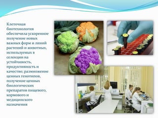 Клеточная
биотехнология
обеспечила ускоренное
получение новых
важных форм и линий
растений и животных,
используемых в
селекции на
устойчивость,
продуктивность и
качество; размножение
ценных генотипов,
получение ценных
биологических
препаратов пищевого,
кормового и
медицинского
назначения
 