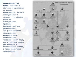 Генеалогический
метод состоит в
изучении родословных
на основе
менделевских законов
наследования и
пoмoгaeт установить
характер
наследования
признака
(доминантный или
рецессивный).
Так устанавливают
наследование
индивидуальных
особенностей
человека: черт лица,
роста, группы крови,
умственного и
психического склада,
а также некоторых
заболеваний.
 