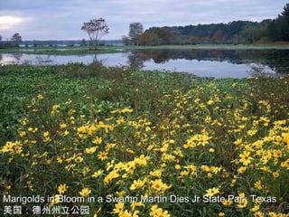 Marigolds in Bloom in a Swamp Martin Dies Jr State Park Texas
美国：德州州立公园
 