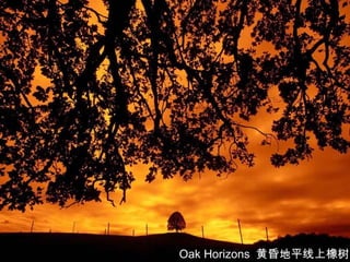 Oak Horizons 黄昏地平线上橡树
 
