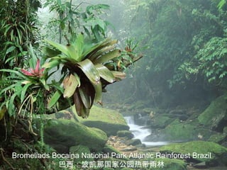 Bromeliads Bocaina National Park Atlantic Rainforest Brazil
            巴西：波凯那国家公园热带雨林
 