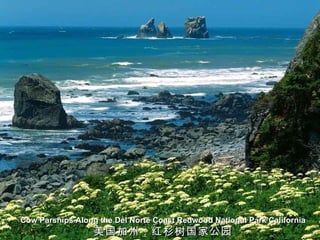 Cow Parsnips Along the Del Norte Coast Redwood National Park California
                  美国加州：红杉树国家公园
 