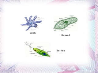 амёб
          Шаахай




       Эвглен
 