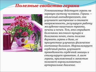 Полезные свойства герани
          Успокаивающе действует герань на
          нервную систему человека. Герань —
          отличный антидепрессант, она
          улучшает настроение и снимает
          напряженность, регулирует работу
          желудочно-кишечного тракта,
          печени и почек. Тем, кто страдает
          болезнями желчного пузыря и
          болезнями почек, очень полезно
          держать герань в доме, ее
          присутствие улучаешь физическое
          состояние больного. Нормализирует
          сердечный ритм, улучшает
          проводимость сердечной мышцы и
          стимулирует кровоток. А лист
          герани, приложенный к запястью
          поможет нормализоваться
          артериальное давление.
 