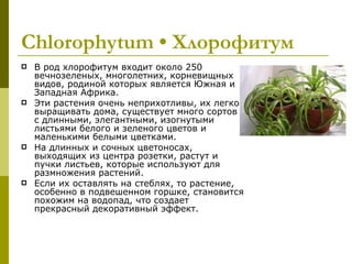 Chlorophytum • Хлорофитум
   В род хлорофитум входит около 250
    вечнозеленых, многолетних, корневищных
    видов, родиной которых является Южная и
    Западная Африка.
   Эти растения очень неприхотливы, их легко
    выращивать дома, существует много сортов
    с длинными, элегантными, изогнутыми
    листьями белого и зеленого цветов и
    маленькими белыми цветками.
   На длинных и сочных цветоносах,
    выходящих из центра розетки, растут и
    пучки листьев, которые используют для
    размножения растений.
   Если их оставлять на стеблях, то растение,
    особенно в подвешенном горшке, становится
    похожим на водопад, что создает
    прекрасный декоративный эффект.
 