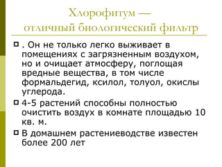 Хлорофитум —
    отличный биологический фильтр
 . Он не только легко выживает в
  помещениях с загрязненным воздухом,
  но и очищает атмосферу, поглощая
  вредные вещества, в том числе
  формальдегид, ксилол, толуол, окислы
  углерода.
 4-5 растений способны полностью
  очистить воздух в комнате площадью 10
  кв. м.
 В домашнем растениеводстве известен
  более 200 лет
 