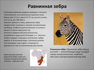 Равнинная зебра
Полосатое животное среднего размера и плотного 
телосложения, на относительно коротких ногах. 
Длина тела 2-2,4 м, хвоста 47-57 см, высота в холке 
1,12-1,4 м, вес 290-340 кг.
Населяя саванны и степи, равнинная зебра 
предпочитает злаковые и злаково-кустарниковые 
пастбища, особенно расположенные на холмах и 
пологих склонах невысоких гор. 
Питаются травянистой растительностью, 
употребляя в пищу около 50 видов трав. Листья и 
побеги поедают в меньших количествах. Зебры 
зависят от источников воды, поскольку должны 
пить минимум 1 раз в день, и никогда не 
удаляются от них на значительное расстояние.
                                                       Равнинная зебра, бурчеллова зебра (Equus
                                                       burchelli) — млекопитающее рода лошадей 
Ареал распространения                                  отряда непарнокопытных; наиболее 
равнинной зебры (красным                               обычный и распространённый вид зебр. 
отмечен исторический ареал, 
зелёным - современный)
 