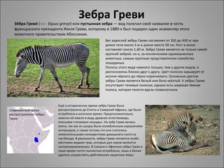 Зебра Греви
   Зе́бра Греви́ (лат. Equus grevyi) или пустынная зебра — вид получил своё название в честь 
   французского президента Жюля Греви, которому в 1880-х был подарен один экземпляр этого 
   животного правительством Абиссинии.
                                                      Вес взрослой зебры Греви составляет от 350 до 430 кг при 
                                                      длине тела около 3 м и длине хвоста 50 см. Рост в холке 
                                                      составляет около 1,40 м. Зебра Греви является не только самой 
                                                      крупной зеброй, но и, за исключением одомашненных 
                                                      животных, самым крупным представиnелем семейства 
                                                      лошадиных. 
                                                      Полосы этого вида намного тоньше, чем у других видов, и 
                                                      расположены близко друг к другу. Цвет полосок варьирует от 
                                                      иссиня-чёрного до чёрно-коричневого. Основным цветом 
                                                      зебры Греви является белый или бело-жёлтый. У зебры Греви 
                                                      отсутствуют теневые полоски, однако есть широкая тёмная 
                                                      полоса, которая тянется вдоль позвоночника



                         Ещё в историческое время зебра Греви была 
Современный ареал        распространена до Египта и Северной Африки, где была 
распространения зебры    истреблена в античное время. Предположительно, 
Греви                    именно её имели в виду древние естествоведы, 
                         описывая «тигровую лошадь». На зебр Греви велась 
                         охота, так как их шкуры были излюбленным украшением 
                         интерьеров, а также потому что они считались 
                         нежелательными конкурентами домашнего скота на 
                         пастбищах. В реальности, зебры Греви питаются особо 
                         жёсткими видами трав, которые для коров являются 
                         неперевариваемыми. В Сомали и Эфиопии зебра Греви в 
                         наше время почти полностью истреблена, лишь в Кении 
                         удалось осуществить действенные защитные меры
 