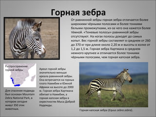 Горная зебра
                                                От равнинной зебры горная зебра отличается более 
                                                широкими чёрными полосами и более тонкими 
                                                белыми промежутками, из-за чего она кажется более 
                                                тёмной. «Теневые полосы» равнинной зебры 
                                                отсутствуют. На ногах полосы доходят до самых 
                                                копыт. Вес горной зебры составляет в среднем от 260 
                                                до 370 кг при длине около 2,20 м и высоты в холке от 
                                                1,2 до 1,5 м. Горная зебра Хартмана в среднем 
                                                немного крупнее и отличается более тонкими 
                                                чёрными полосами, чем горная капская зебра.

Распространение 
горной зебры              Ареал горной зебры 
                          значительно меньше 
                          ареала равнинной зебры. 
                          Она встречается на горных 
                          плато Намибии и Южной 
                          Африки на высоте до 2000 
Для спасения подвида      м. Горная зебра Хартмана 
был основан Mountain      обитает в Намибии, а 
Zebra National Park, в    горная капская зебра в 
котором сегодня           окрестностях Мыса Доброй 
живут 350 этих            Надежды.
животных.                                              Горная капская зебра (Equus zebra zebra).
 