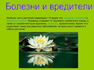 Зелёную часть растений повреждают 15 видов тли, трещалки лилейной и
трещалки луковой. Луковицы страдают от корневого луковичного клеща, а
также от луковичной мухи-журчалки, медведок, проволочника. Кроме того,
существует также ряд вирусных заболеваний, которые могут привести к
гибели растений.
 