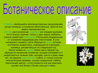 Стебель, являющийся непосредственным продолжением
 донца луковицы, в основном облиственный, простой или
                  вверху маловетвистый.
Листья, расположенные спиралью или изредка кружками,
   почти всегда сидячие, только у двух видов снабжены
хорошо развитыми черешками и большими яйцевидными,
    от основания сердцевидными пластинками. В углу
  последнего низового листа образуется почка, которая,
    постепенно разрастаясь, превращается в молодую
       луковицу, расцветающую на следующий год.
     После посева из семени лилии уже в первый год
 образуется маленькая луковичка, которая усиливается и
разрастается в течение трёх, четырёх, шести и даже семи
 лет, не принося цветоносного стебля, и, только получив
  окончательные размеры, пускает воздушный стебель,
  приносящий цветки; с этого момента она уже ежегодно
        пускает всё более и более сильные стебли.
 