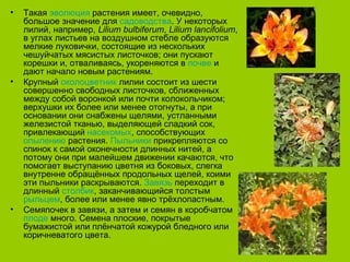 •   Такая эволюция растения имеет, очевидно,
    большое значение для садоводства. У некоторых
    лилий, например, Lilium bulbiferum, Lilium lancifolium,
    в углах листьев на воздушном стебле образуются
    мелкие луковички, состоящие из нескольких
    чешуйчатых мясистых листочков; они пускают
    корешки и, отваливаясь, укореняются в почве и
    дают начало новым растениям.
•   Крупный околоцветник лилии состоит из шести
    совершенно свободных листочков, сближенных
    между собой воронкой или почти колокольчиком;
    верхушки их более или менее отогнуты, а при
    основании они снабжены щелями, устланными
    железистой тканью, выделяющей сладкий сок,
    привлекающий насекомых, способствующих
    опылению растения. Пыльники прикрепляются со
    спинок к самой оконечности длинных нитей, а
    потому они при малейшем движении качаются, что
    помогает выступанию цветня из боковых, слегка
    внутренне обращённых продольных щелей, коими
    эти пыльники раскрываются. Завязь переходит в
    длинный столбик, заканчивающийся толстым
    рыльцем, более или менее явно трёхлопастным.
•   Семяпочек в завязи, а затем и семян в коробчатом
    плоде много. Семена плоские, покрытые
    бумажистой или плёнчатой кожурой бледного или
    коричневатого цвета.
 