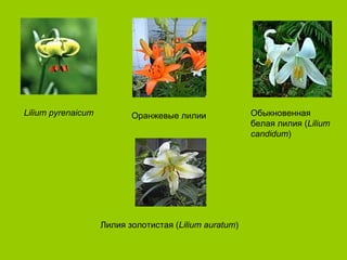 Lilium pyrenaicum          Оранжевые лилии              Обыкновенная
                                                        белая лилия (Lilium
                                                        candidum)




                    Лилия золотистая (Lilium auratum)
 