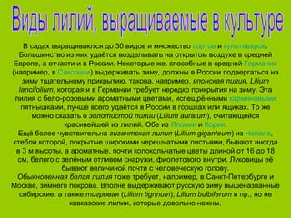 В садах выращиваются до 30 видов и множество сортов и культиваров.
   Большинство из них удаётся возделывать на открытом воздухе в средней
 Европе, а отчасти и в России. Некоторые же, способные в средней Германии
(например, в Саксонии) выдерживать зиму, должны в России подвергаться на
    зиму тщательному прикрытию, такова, например, японская лилия, Lilium
   lancifolium, которая и в Германии требует нередко прикрытия на зиму. Эта
 лилия с бело-розовыми ароматными цветами, испещрёнными карминовыми
    пятнышками, лучше всего удаётся в России в горшках или ящиках. То же
       можно сказать о золотистой лилии (Lilium auratum), считающейся
                  красивейшей из лилий. Обе из Японии и Кореи.
  Ещё более чувствительна гигантская лилия (Lilium giganteum) из Непала,
стебли которой, покрытые широкими черешчатыми листьями, бывают иногда
  в 3 м высоты, а ароматные, почти колокольчатые цветы длиной от 16 до 18
  см, белого с зелёным отливом снаружи, фиолетового внутри. Луковицы её
                 бывают величиной почти с человеческую голову.
  Обыкновенная белая лилия тоже требует, например, в Санкт-Петербурге и
Москве, зимнего покрова. Вполне выдерживают русскую зиму вышеназванные
   сибирские, а также тигровая (Lilium tigrinum), Lilium bulbiferum и пр., но не
                    кавказские лилии, которые довольно нежны.
 