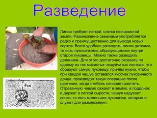 Лилии требуют легкой, слегка песчанистой
земли. Размножение семенами употребляется
редко и преимущественно для вывода новых
сортов. Всего удобнее разводить лилии детками,
то есть луковичками, образующимися внутри
старой луковицы. Можно также разводить
делением. Для этого достаточно отрезать по
одному из тех мясистых чешуйчатых листьев, что
образуют самую луковицу; причём нужно, чтобы
при каждой чешуе оставался кусочек луковичного
донца; производят такую операцию после
цветения, когда стебель начинает желтеть.
Отрезанную чешую сажают в землю, в поддонок
и держат в легкой сырости, чешуя надувает
почки, то есть маленькие луковички, которые и
служат для размножения.
 