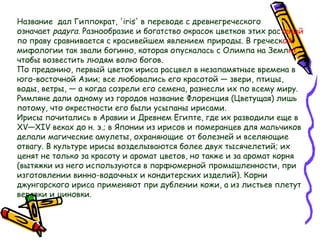 Название  дал Гиппократ, 'iris' в переводе с древнегреческого
означает радуга. Разнообразие и богатство окрасок цветков этих растений
по праву сравнивается с красивейшем явлением природы. В греческой
мифологии так звали богиню, которая опускалась с Олимпа на Землю,
чтобы возвестить людям волю богов. 
По преданию, первый цветок ириса расцвел в незапамятные времена в
юго-восточной Азии; все любовались его красотой — звери, птицы,
воды, ветры, — а когда созрели его семена, разнесли их по всему миру.
Римляне дали одному из городов название Флоренция (Цветущая) лишь
потому, что окрестности его были усыпаны ирисами.
Ирисы почитались в Аравии и Древнем Египте, где их разводили еще в
XV—XIV веках до н. э.; в Японии из ирисов и померанцев для мальчиков
делали магические амулеты, охраняющие от болезней и вселяющие
отвагу. В культуре ирисы возделываются более двух тысячелетий; их
ценят не только за красоту и аромат цветов, но также и за аромат корня
(вытяжки из него используются в парфюмерной промышленности, при
изготовлении винно-водочных и кондитерских изделий). Корни
джунгарского ириса применяют при дублении кожи, а из листьев плетут
веревки и циновки. 
 