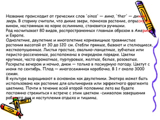 Название происходит от греческих слов 'oinos' — вино, 'ther' — дикий
зверь. В старину считали, что дикие звери, понюхав растение, опрыснутое
вином, настоянным на корне ослинника, становятся ручными.
Род насчитывает 80 видов, распространенных главным образом в Америке
и Европе. 
Однолетние, двулетние и многолетние корневищные травянистые
растения высотой от 30 до 120 см. Стебли прямые, бывают и стелющиеся,
жесткоопушенные. Листья простые, овально-ланцетные, зубчатые или
перисто-рассеченные, расположены в очередном порядке. Цветки
крупные, часто ароматные, пурпуровые, желтые, белые, розоватые.
Раскрыты вечером и ночью, днем — только в пасмурную погоду. Цветут с
июня по сентябрь. Плод — многосемянная коробочка. В 1 г около 3000
семян.
В культуре выращивают в основном как двулетники. Энотера может быть
использована как растение для альпинариев или эффектного фрагмента
цветника. Почти в течение всей второй половины лета вы будете
постоянно стремиться к встрече с этим цветком -символом завершения
рабочего дня и наступления отдыха и тишины.
 